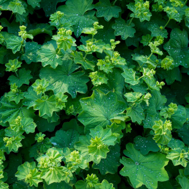 Vrouwenmantelthee-na-zwangerschap